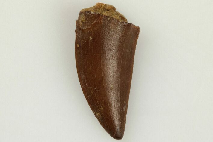Raptor Tooth - Real Dinosaur Tooth #203379
